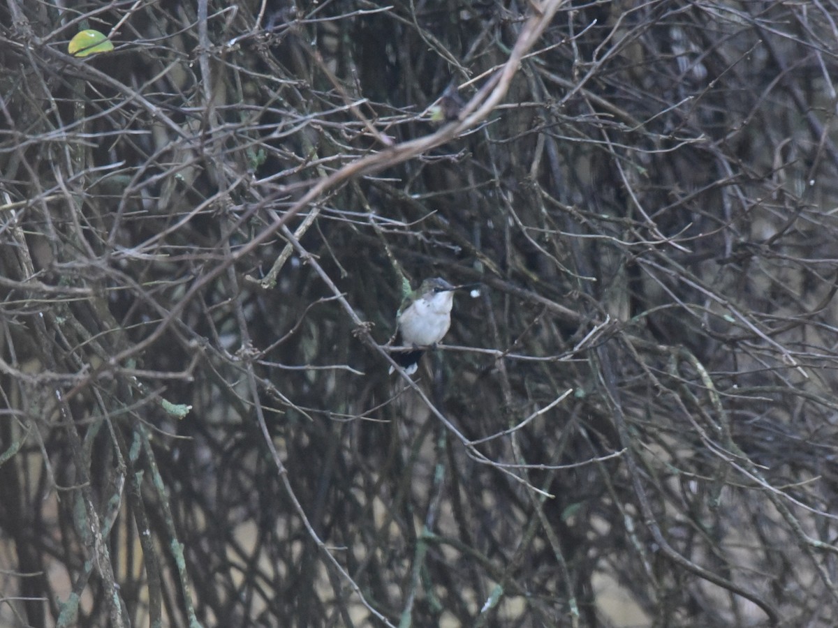 Ruby-throated Hummingbird - ML644803329