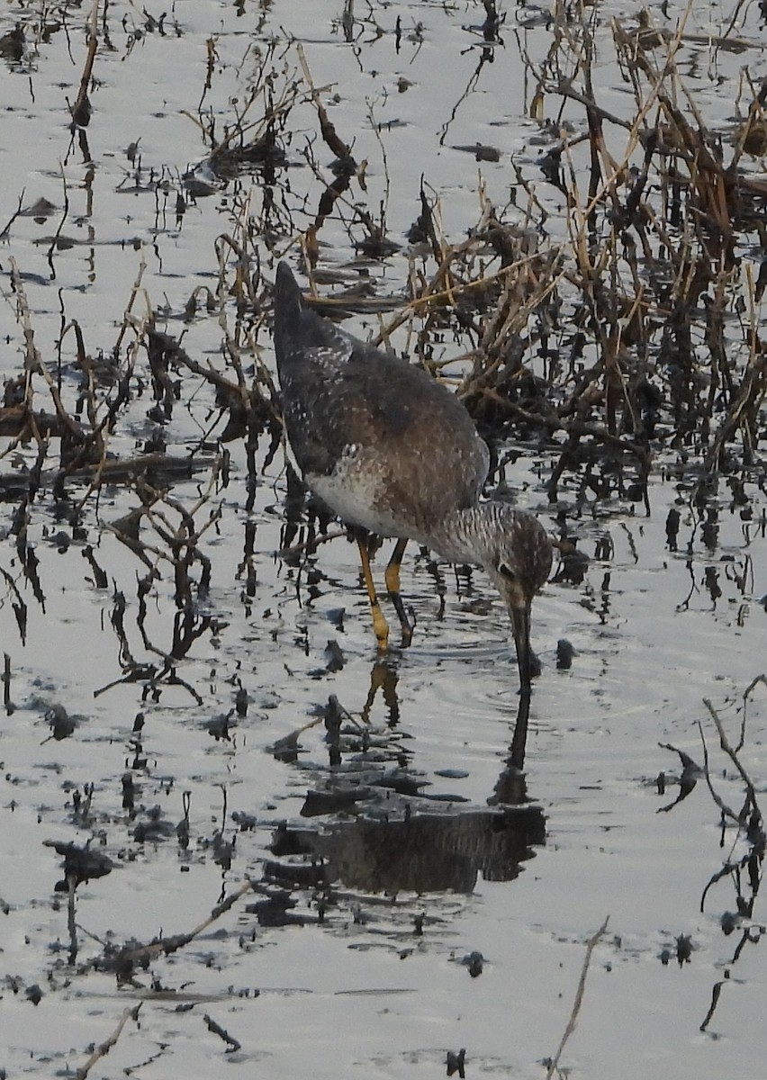 Solitary Sandpiper - ML644803333