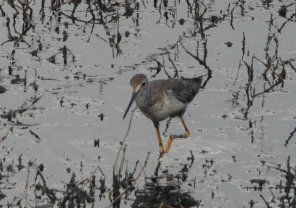Solitary Sandpiper - ML644803334