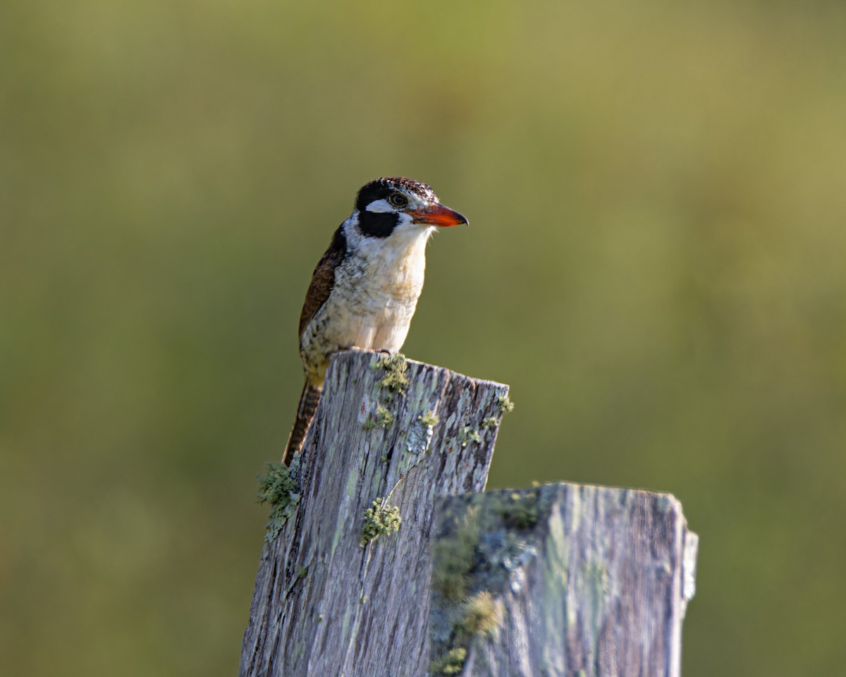 White-eared Puffbird - ML644803342