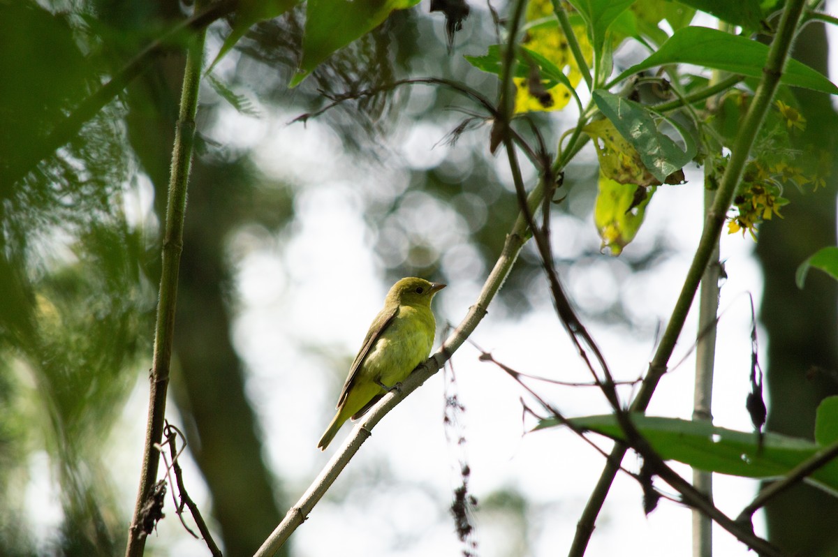 rødpiranga - ML644803345