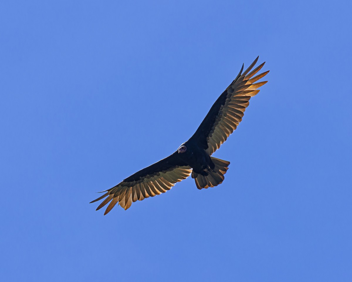 Turkey Vulture - ML644803346