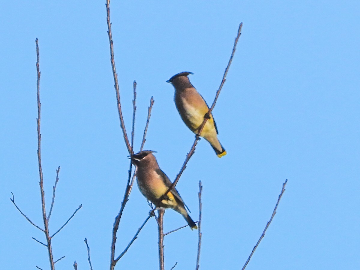 Cedar Waxwing - ML644803347