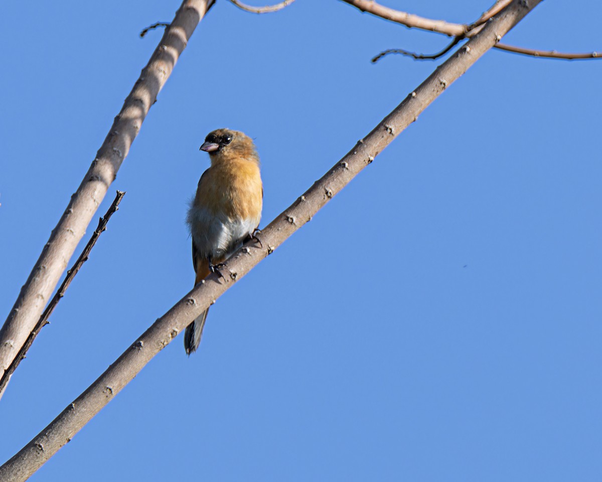 Cinnamon Tanager - ML644803357