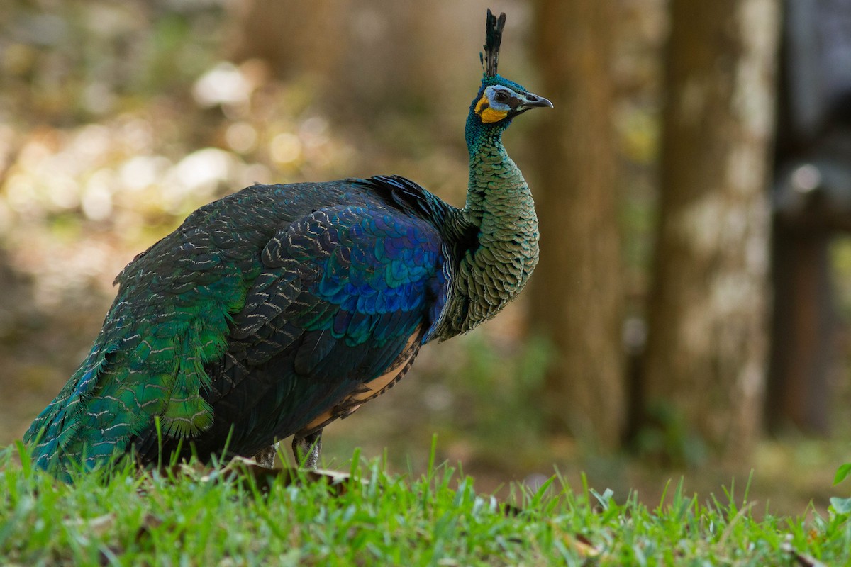 Павич синьокрилий - ML644803365