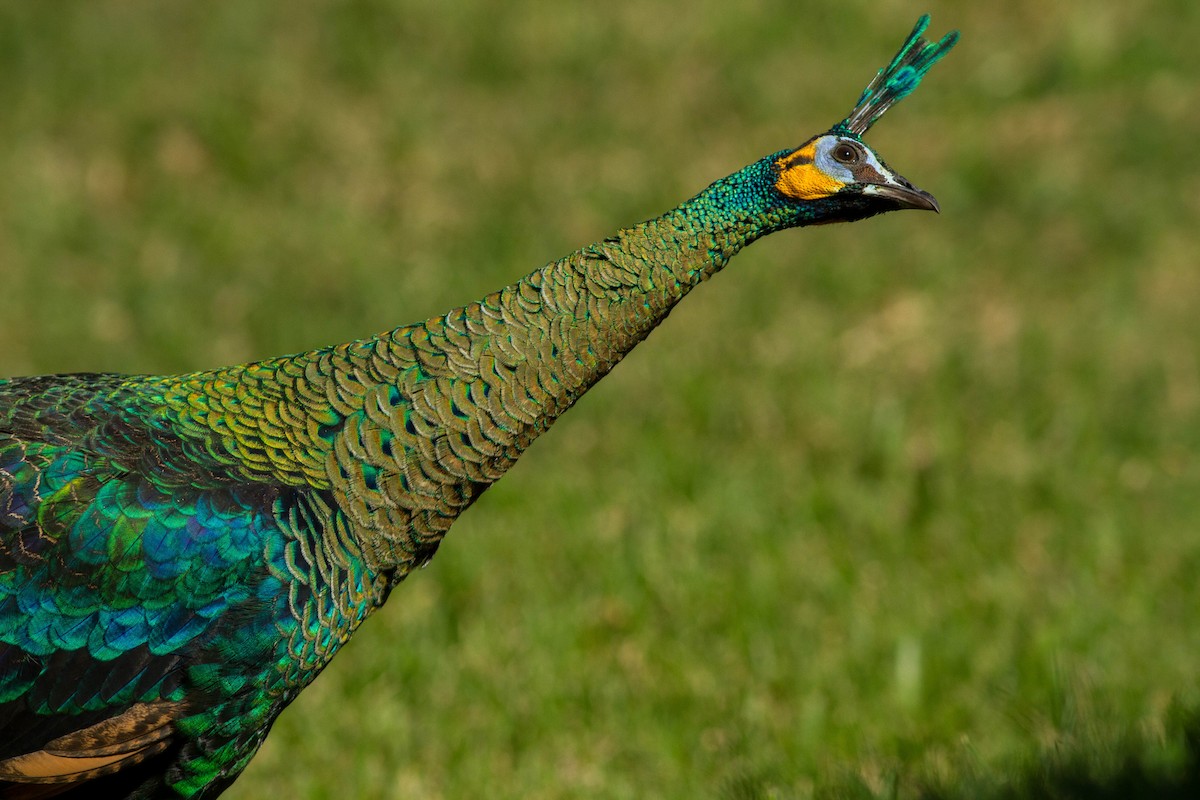 Павич синьокрилий - ML644803367