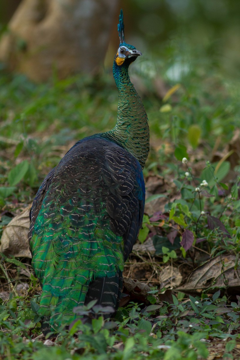 Павич синьокрилий - ML644803369