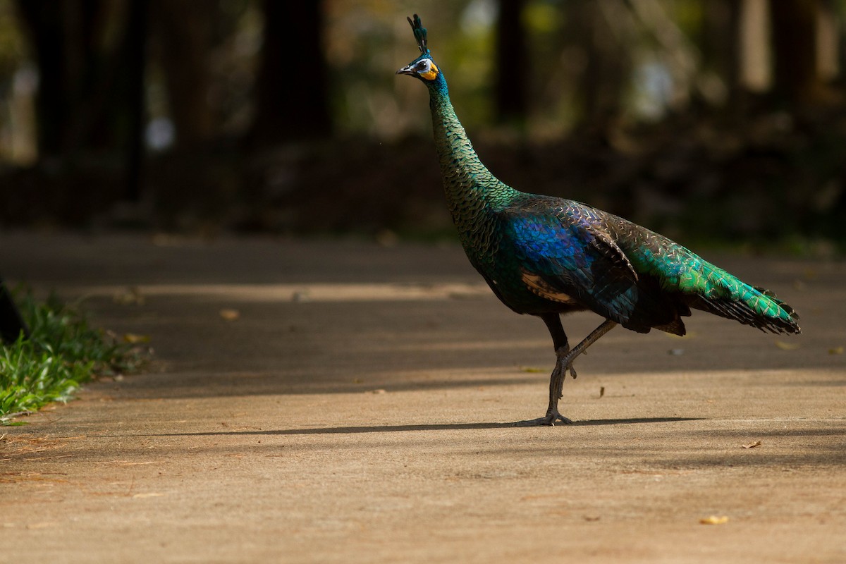 Павич синьокрилий - ML644803370