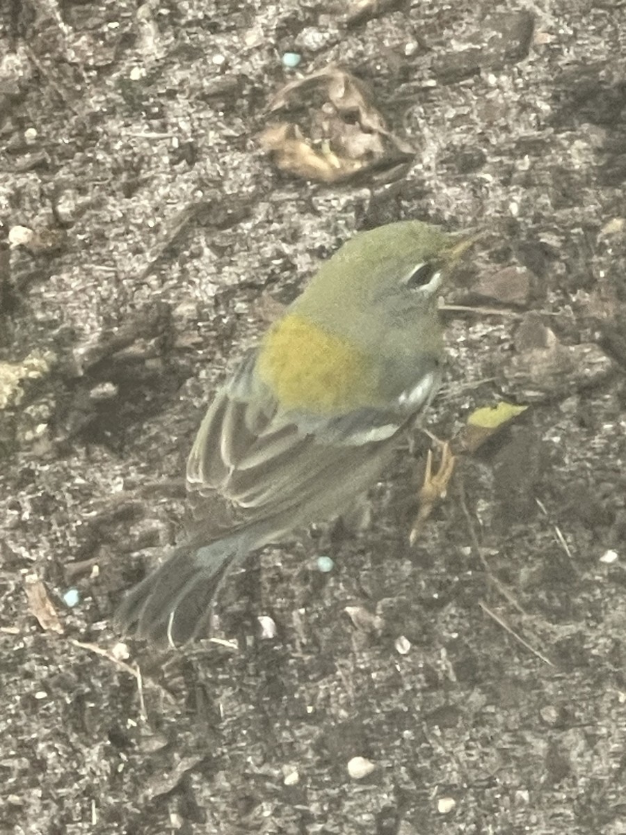Northern Parula - ML644803374