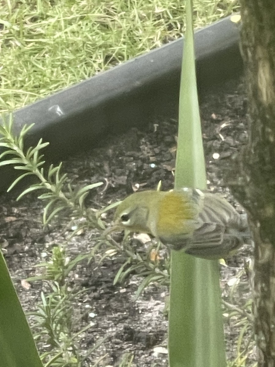 Northern Parula - ML644803375