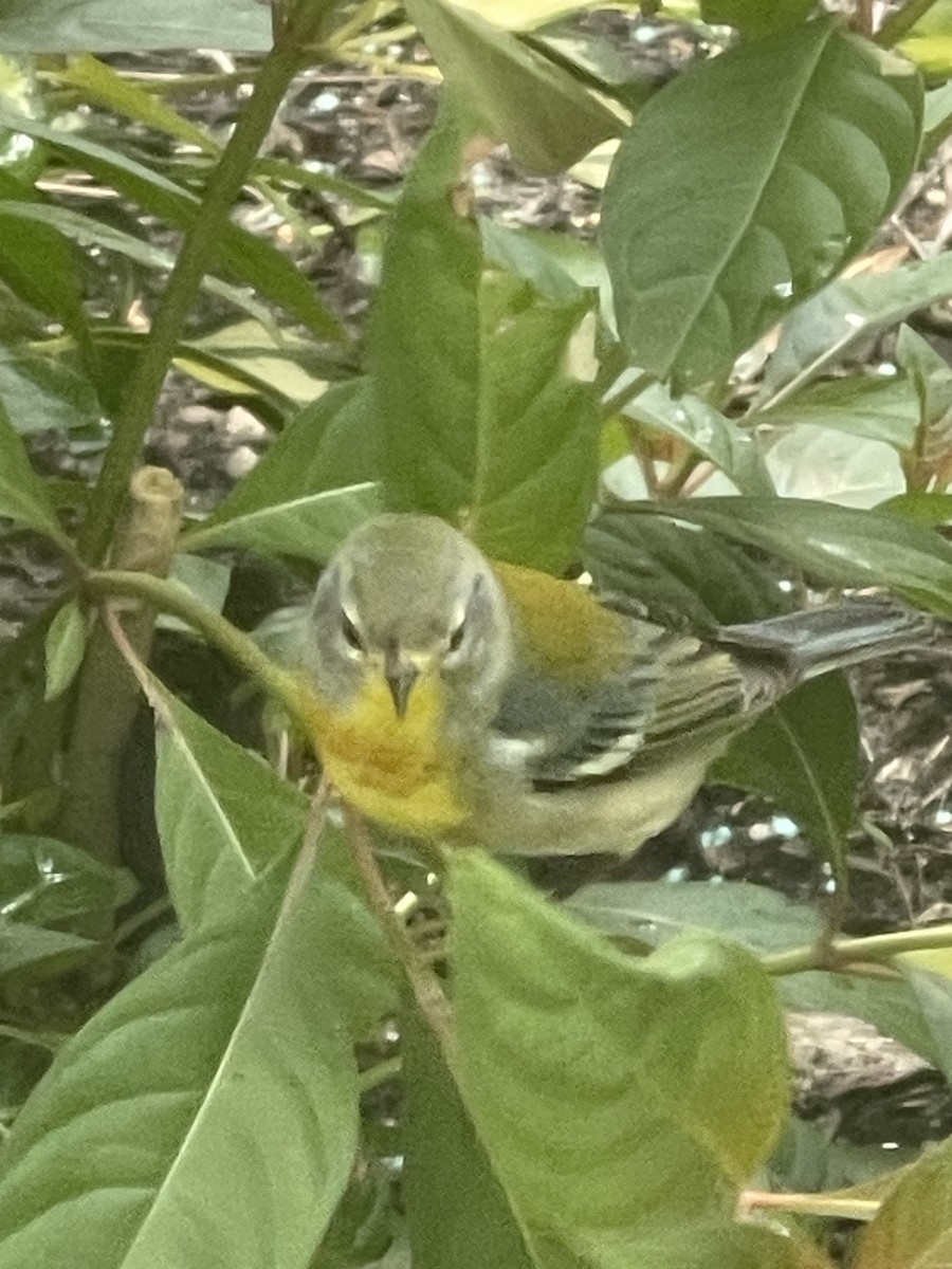 Northern Parula - ML644803376
