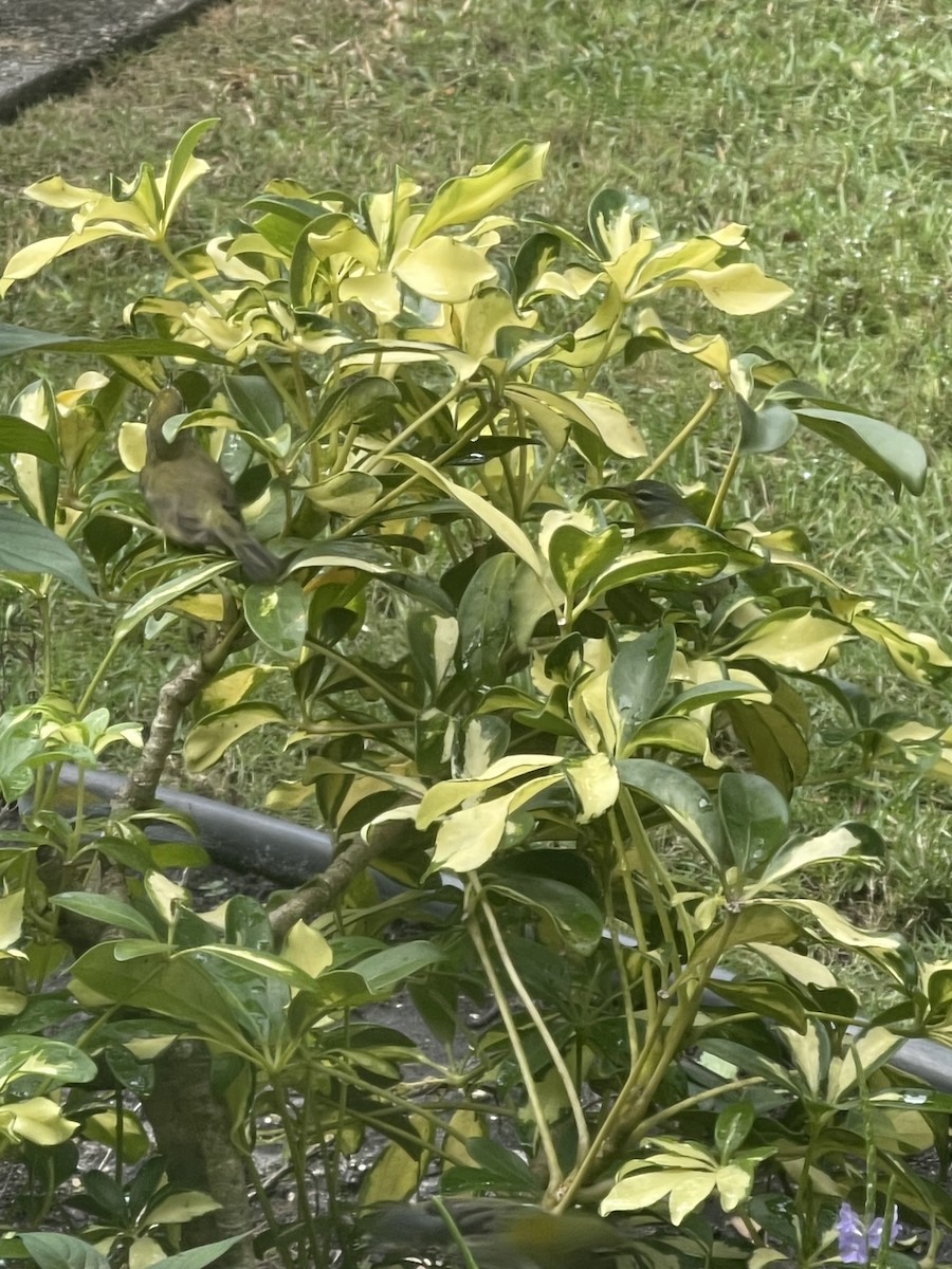 Northern Parula - ML644803377