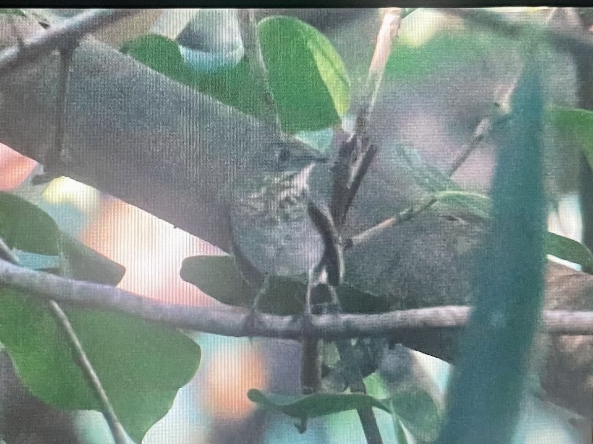 Gray-cheeked Thrush - ML644803398