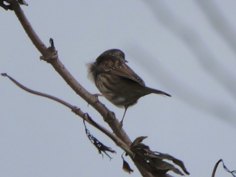 Accenteur mouchet - ML644803414