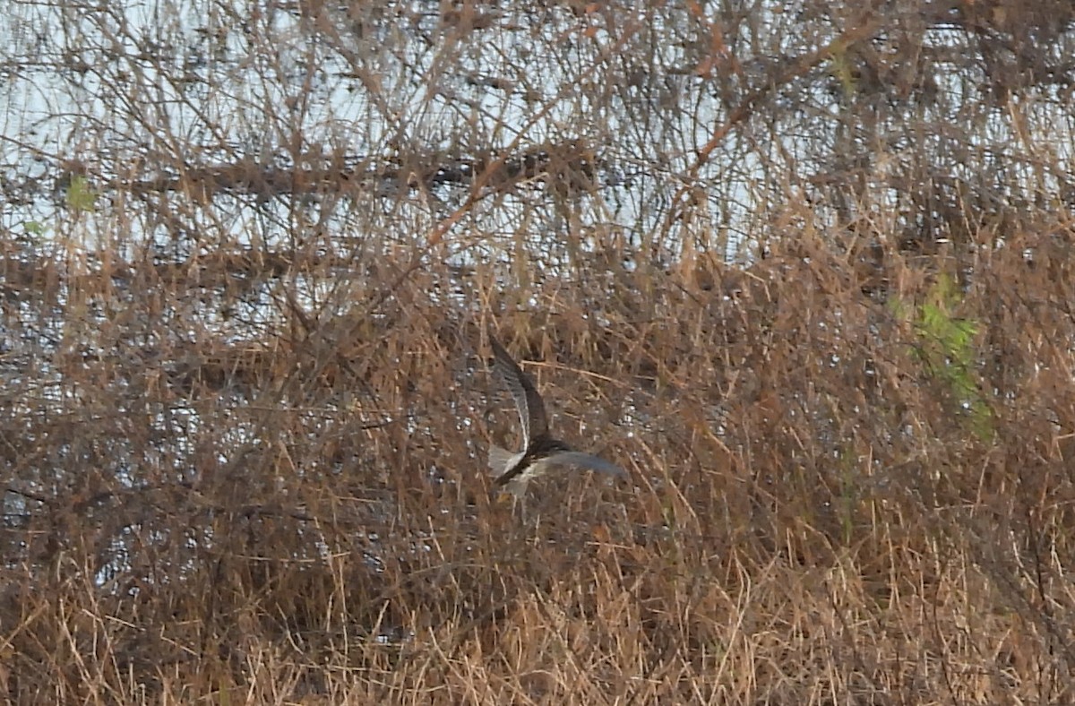 Ak Sokumlu Kumkuşu - ML644803435