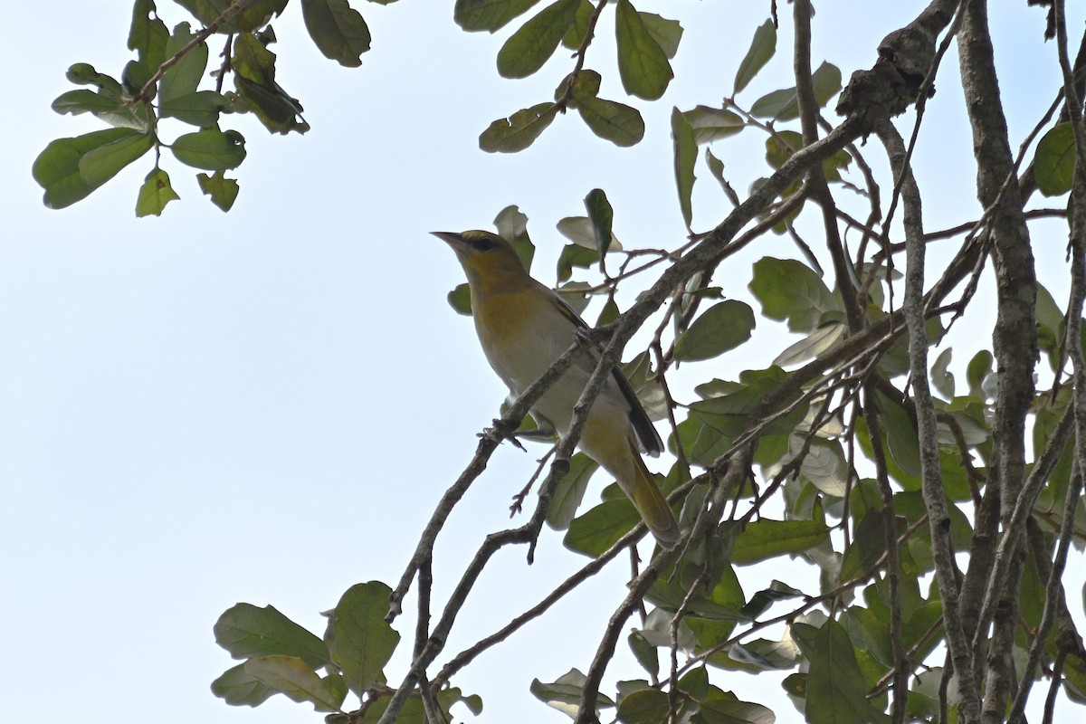 Bullock's Oriole - ML644803445