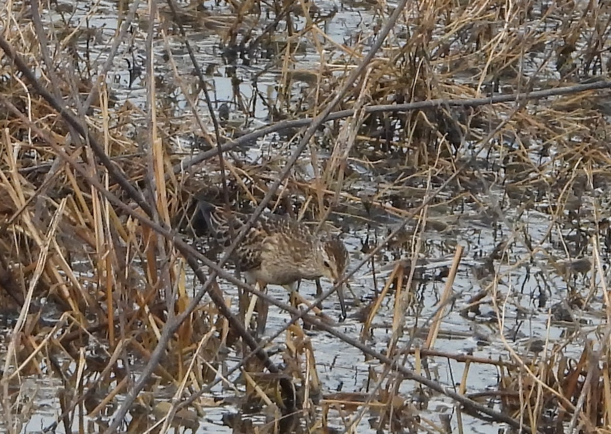 Pectoral Sandpiper - ML644803452