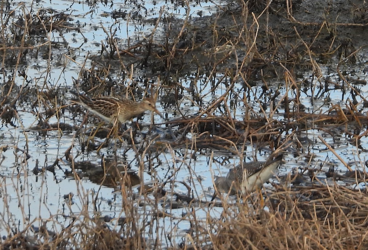 Pectoral Sandpiper - ML644803453