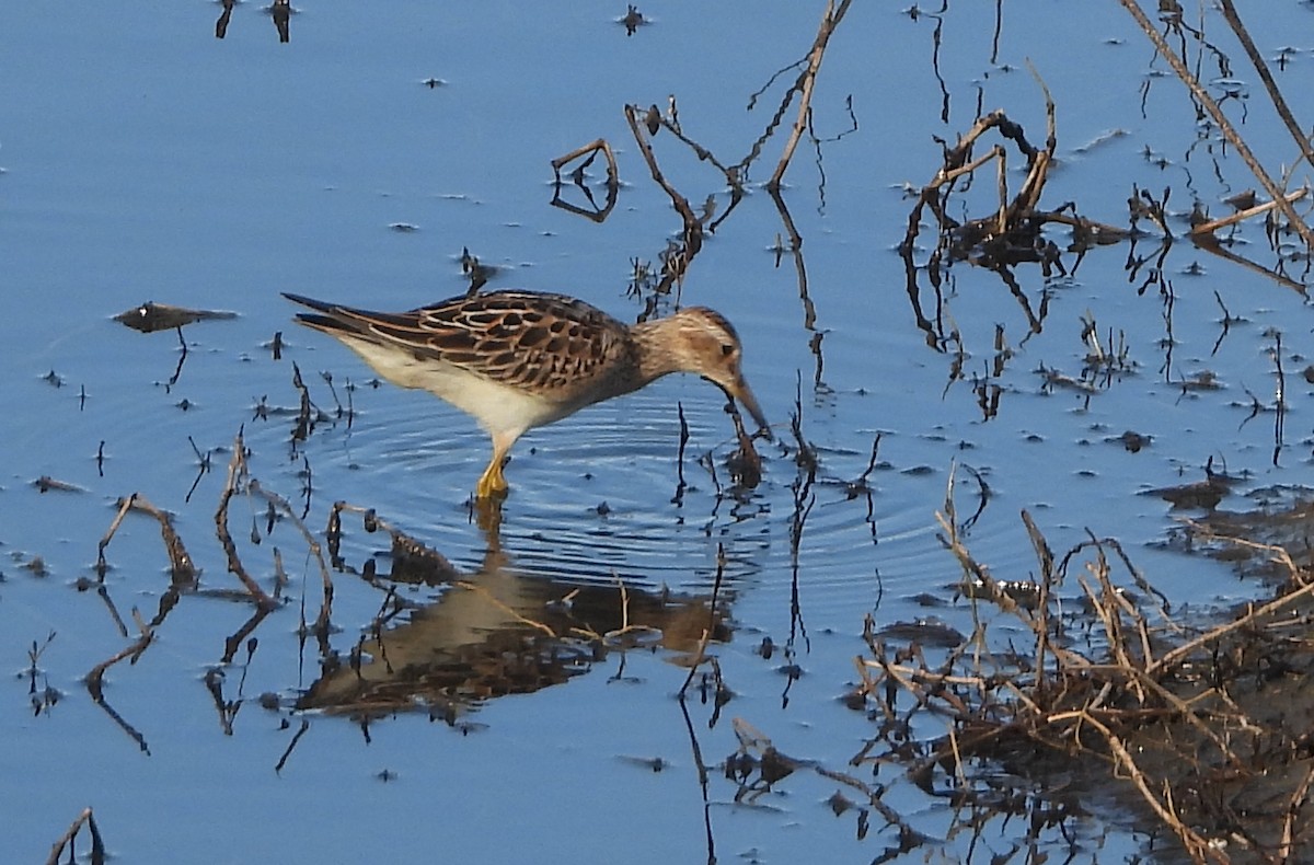 Pectoral Sandpiper - ML644803454