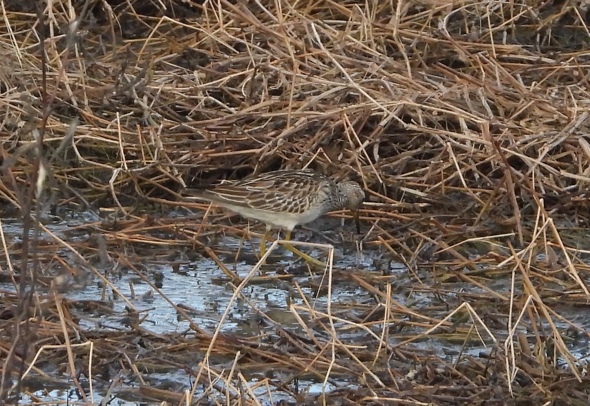Pectoral Sandpiper - ML644803455