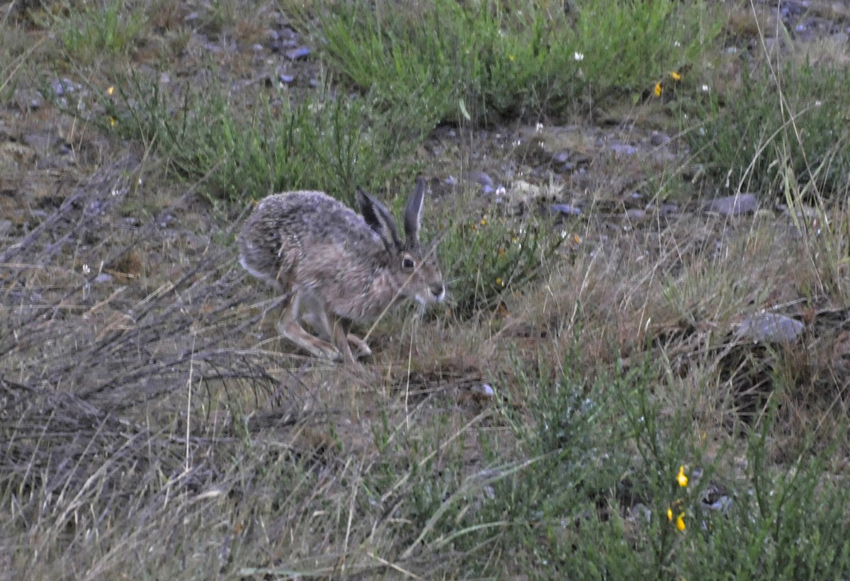 ヤブノウサギ - ML644803459