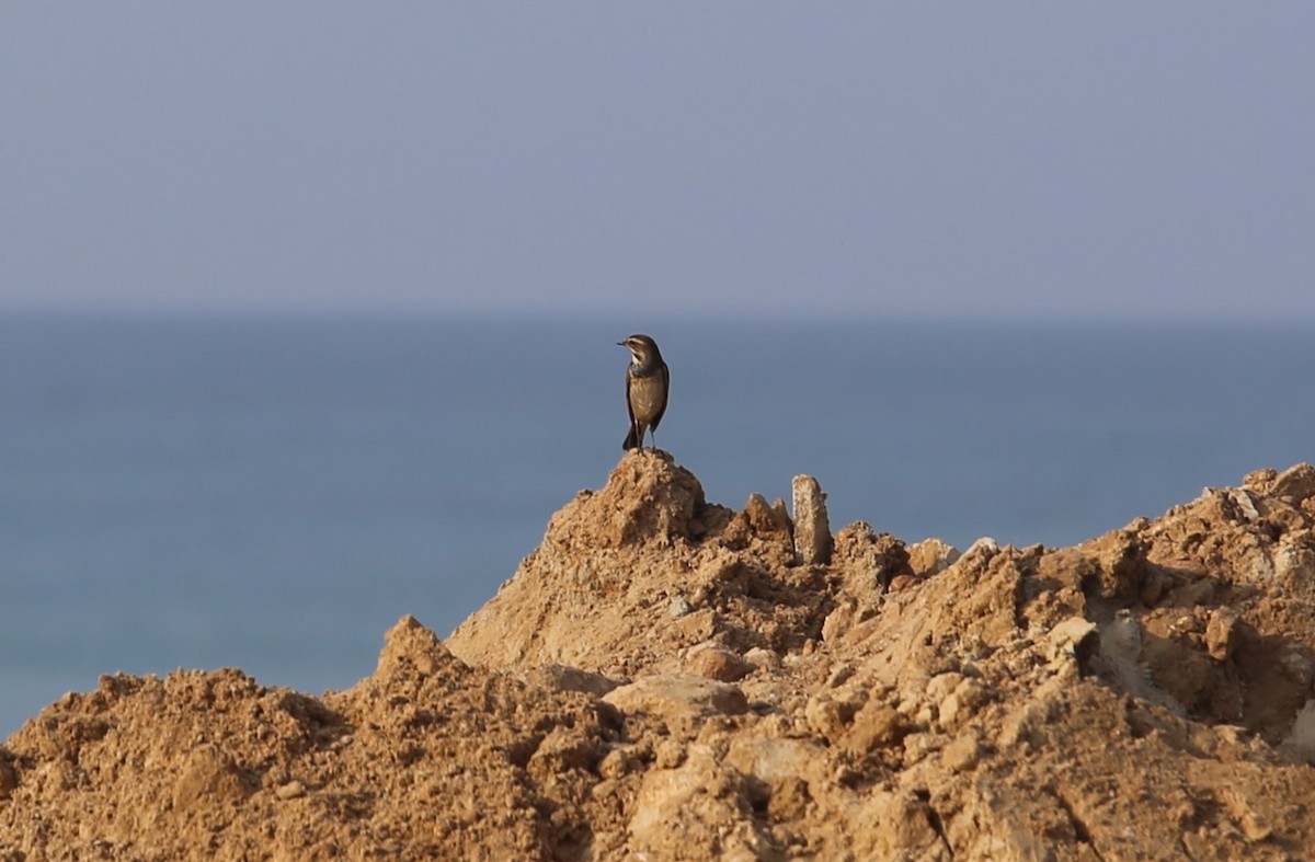 Bluethroat - ML644803468