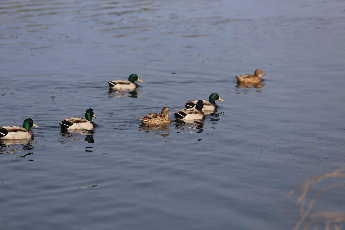 Mallard - ML644803488