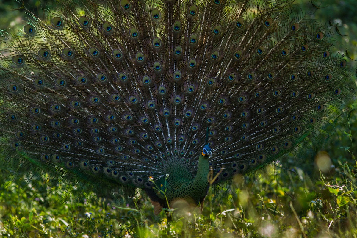 Павич синьокрилий - ML644803501