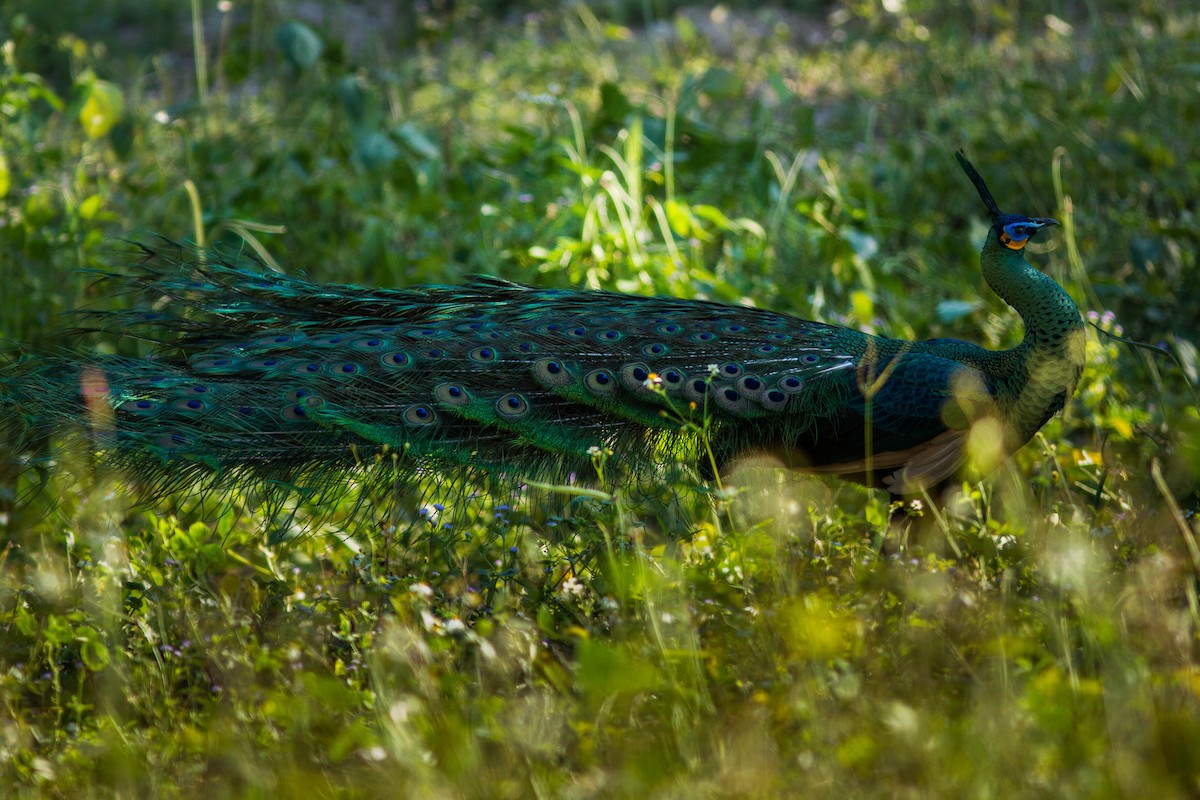 Павич синьокрилий - ML644803502