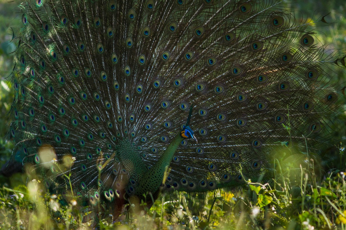 Павич синьокрилий - ML644803503