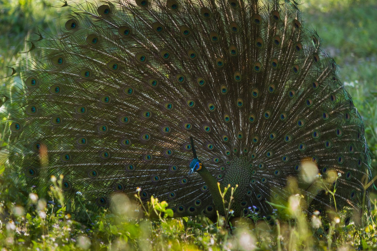 Павич синьокрилий - ML644803504