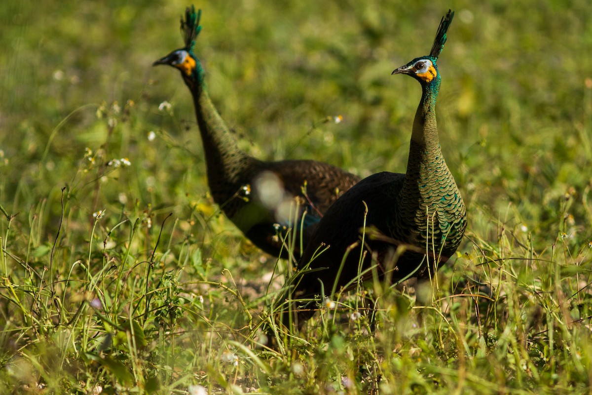 Павич синьокрилий - ML644803505