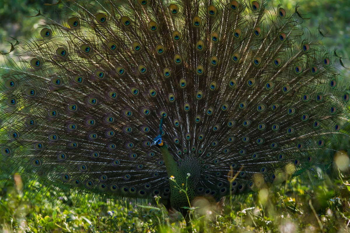 Павич синьокрилий - ML644803506