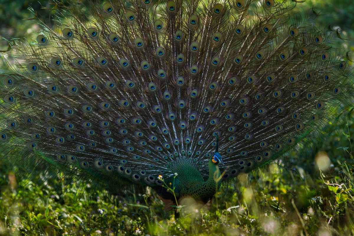 Павич синьокрилий - ML644803507