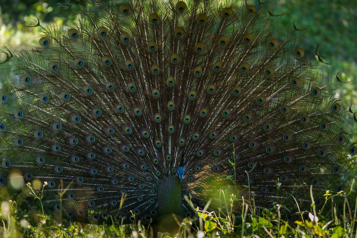 Павич синьокрилий - ML644803508