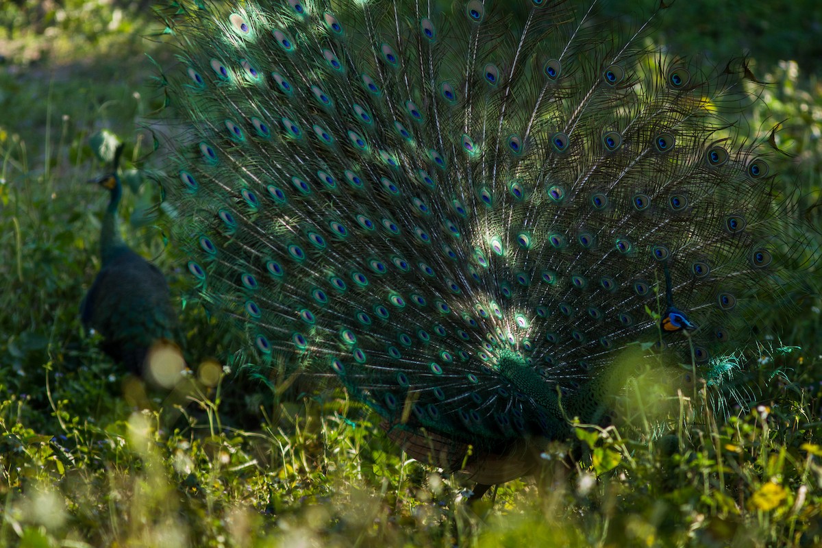 Павич синьокрилий - ML644803509