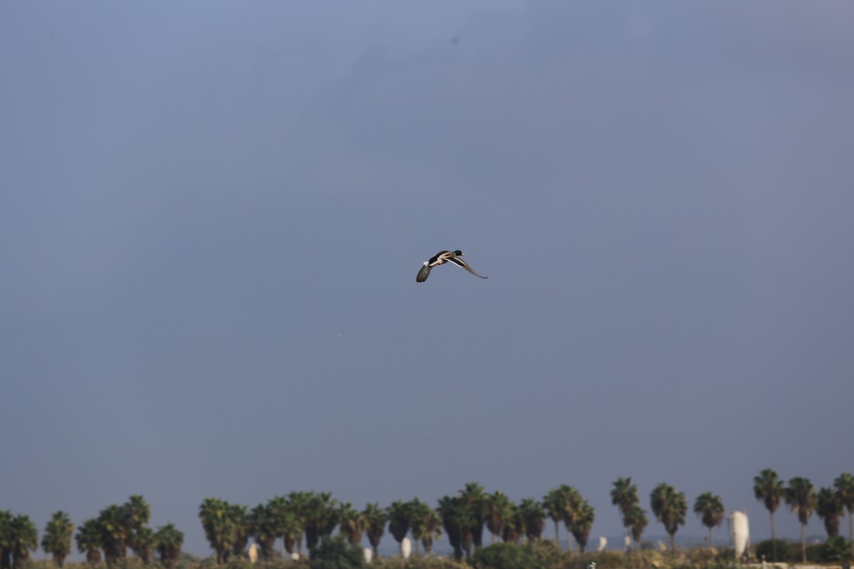 Mallard - ML644803510