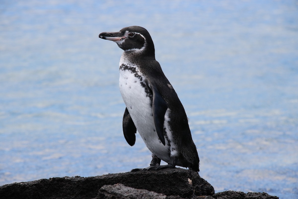 ガラパゴスペンギン - ML644803529