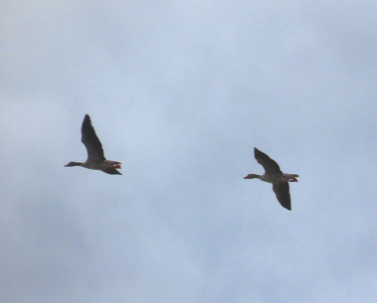 Graylag Goose - ML644803535