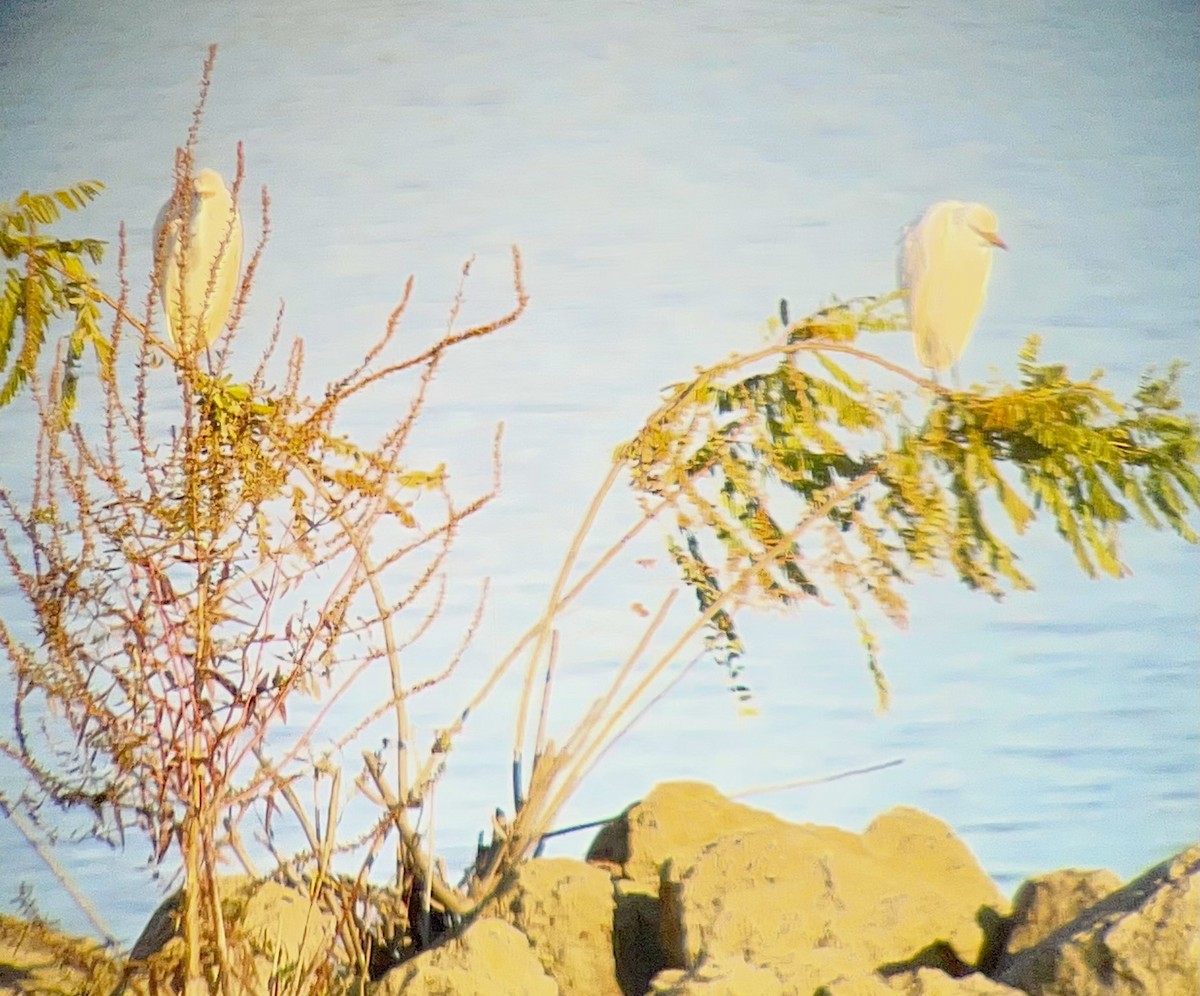 Western Cattle-Egret - ML644803552