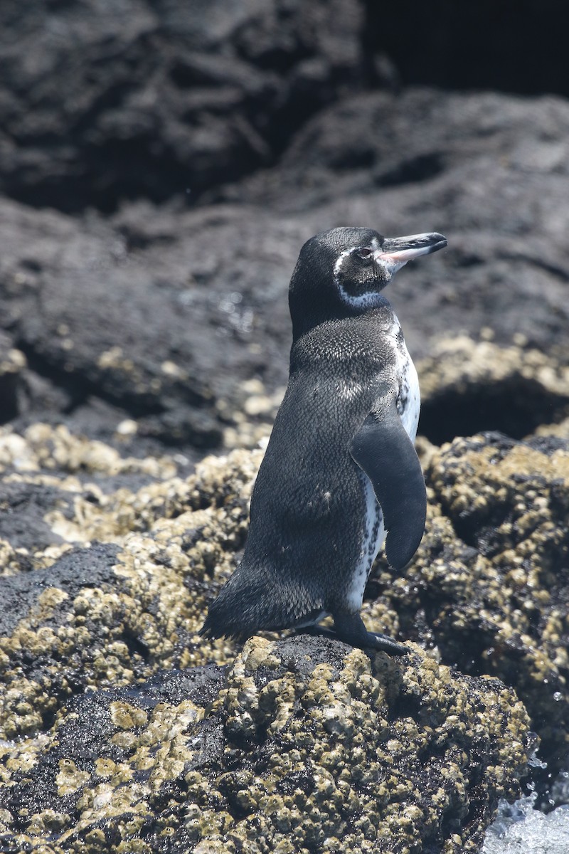 ガラパゴスペンギン - ML644803571
