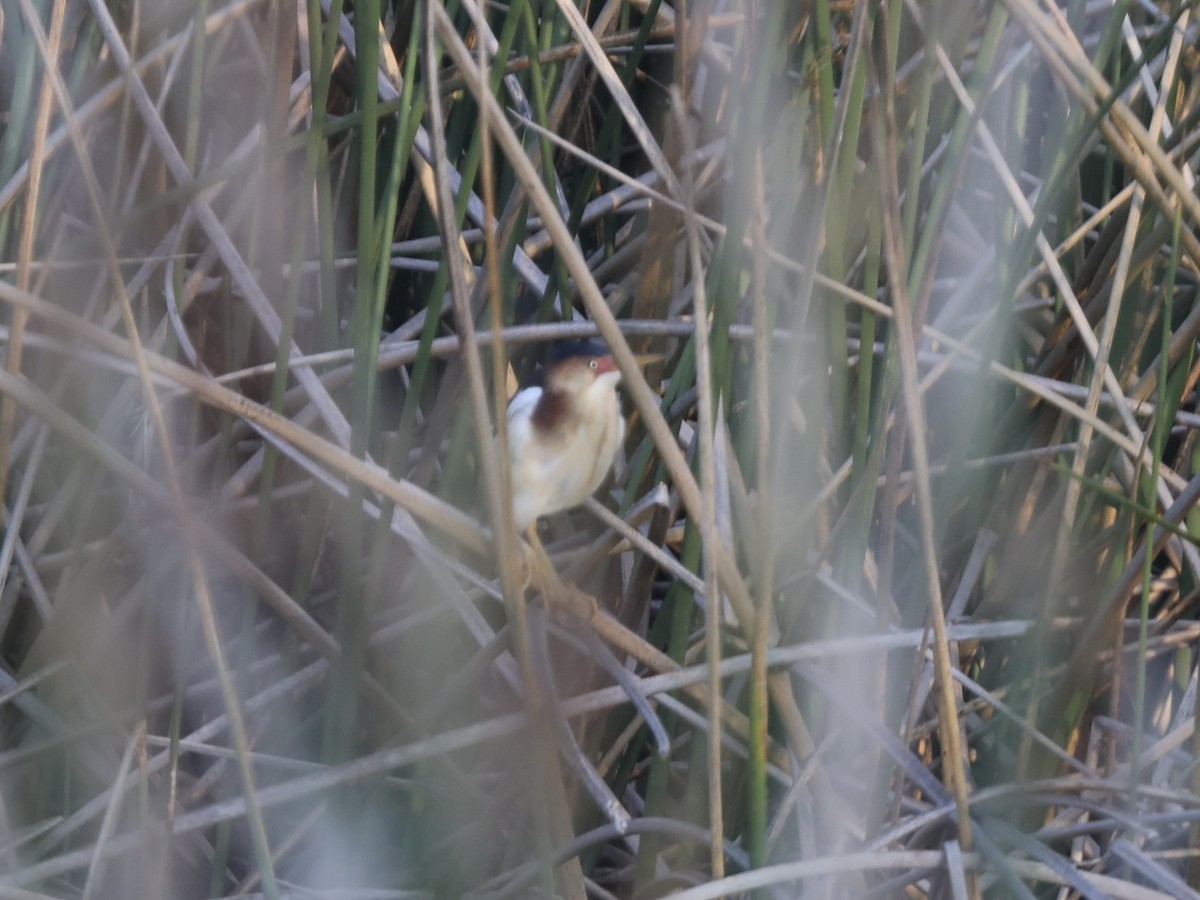 Least Bittern - ML644803578