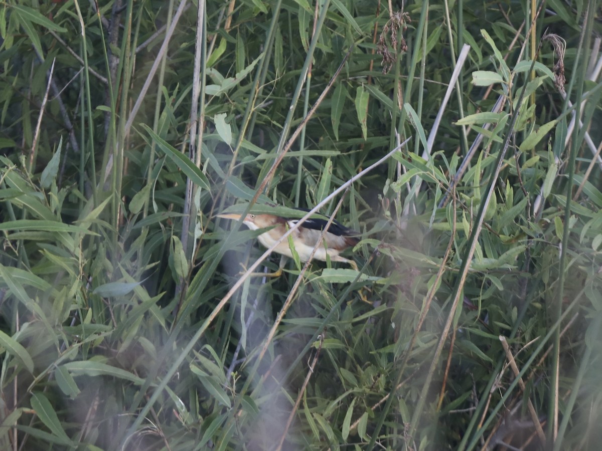 Least Bittern - ML644803579