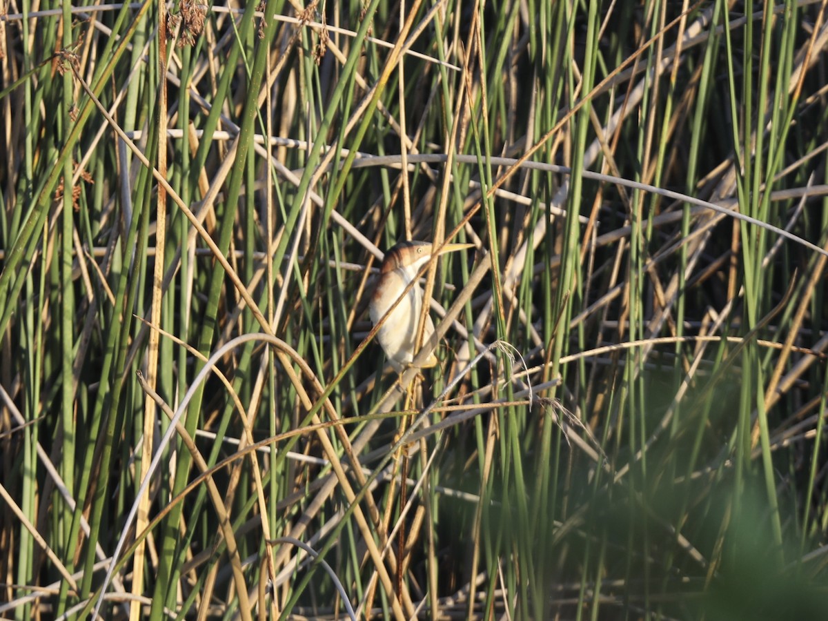 Least Bittern - ML644803580