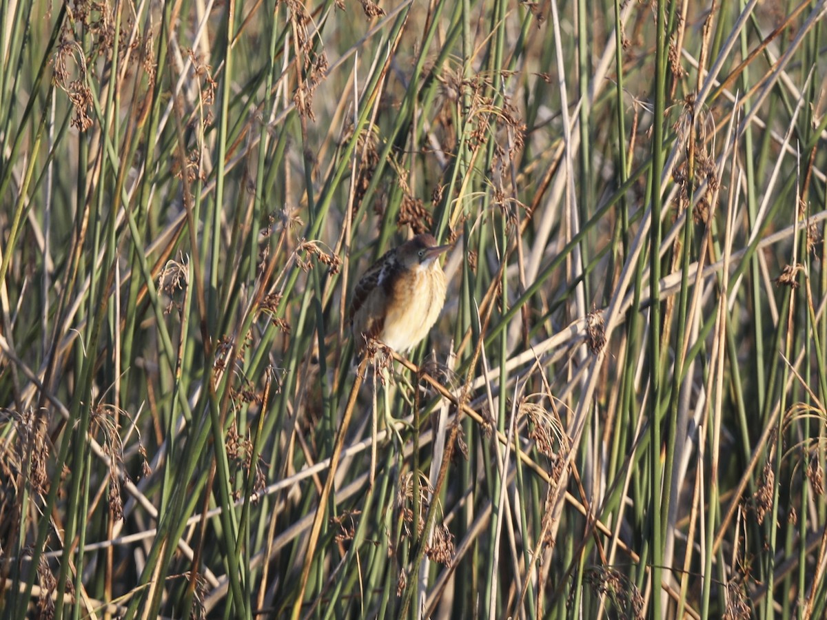 Least Bittern - ML644803581