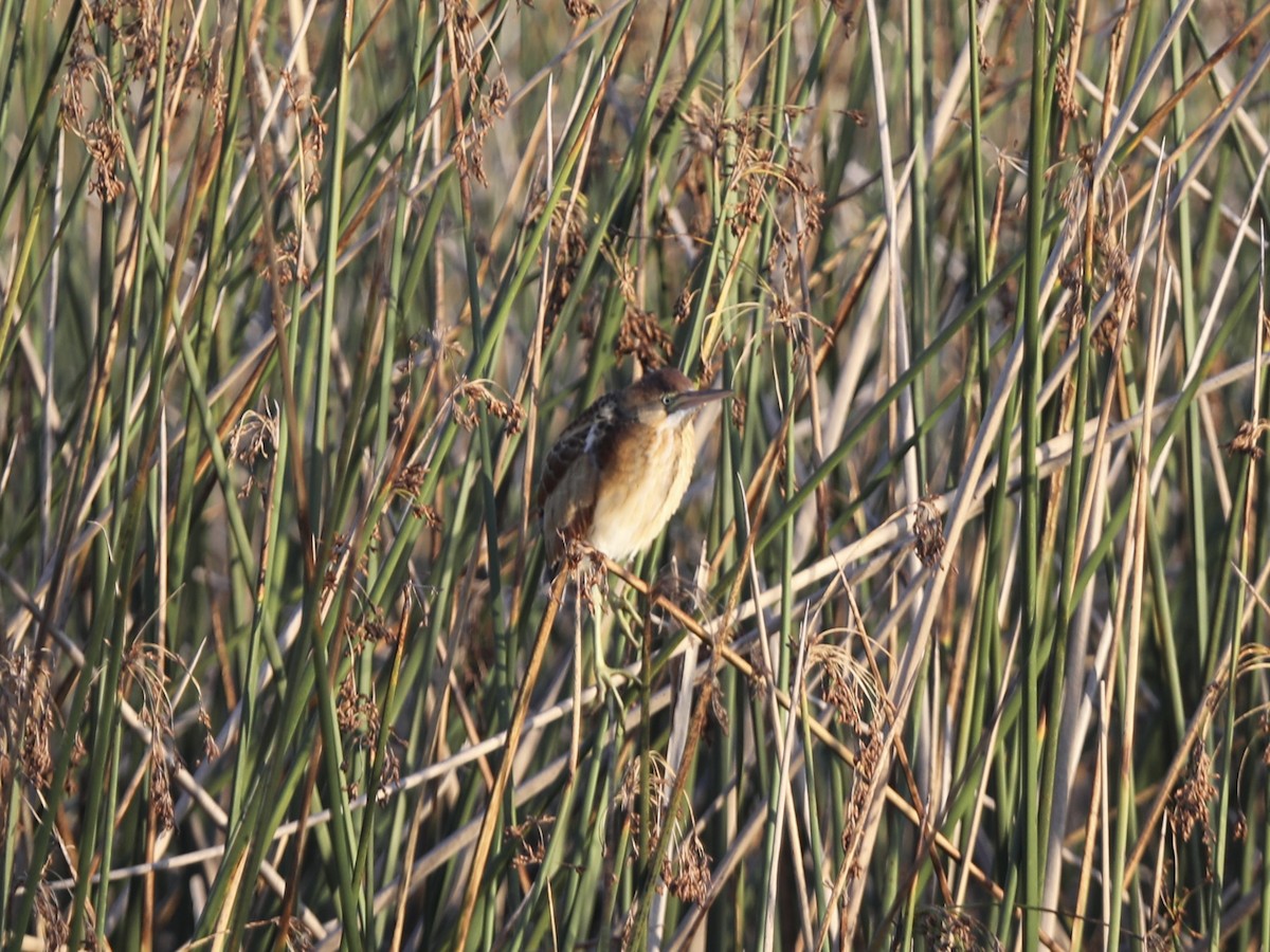 Least Bittern - ML644803582