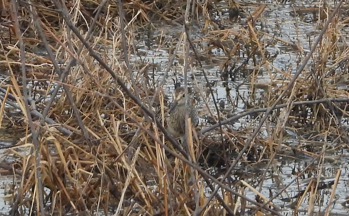 Pectoral Sandpiper - ML644803590