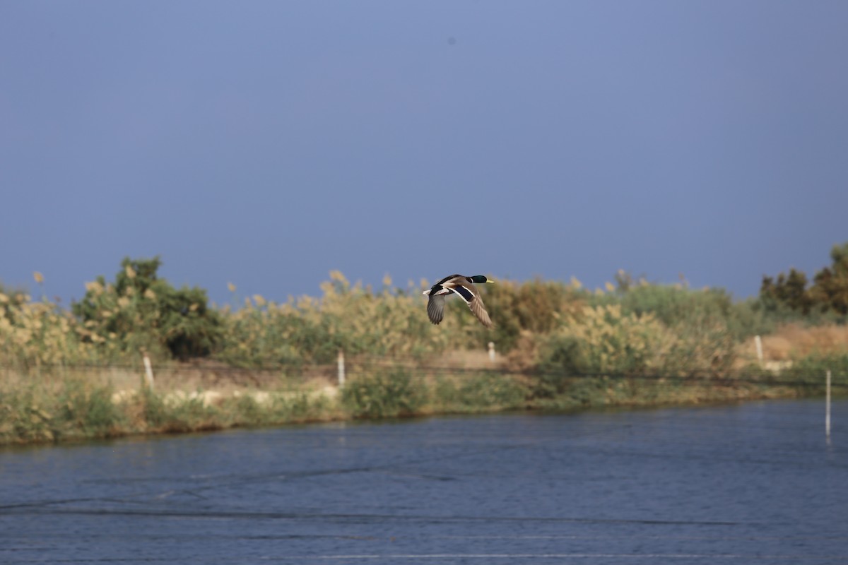 Mallard - ML644803611