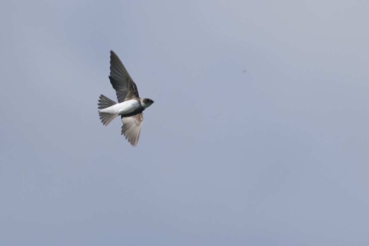 Bank Swallow - ML644803618