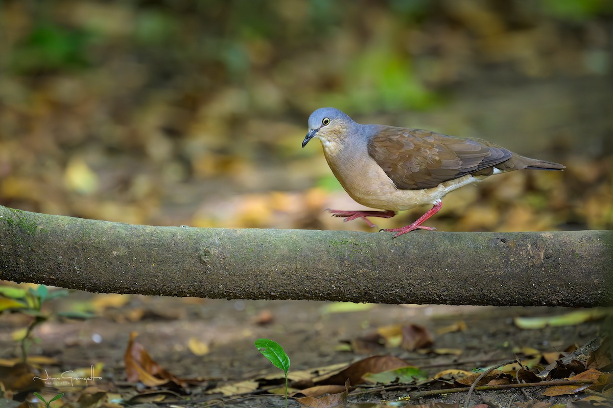 Gray-headed Dove - ML644803620